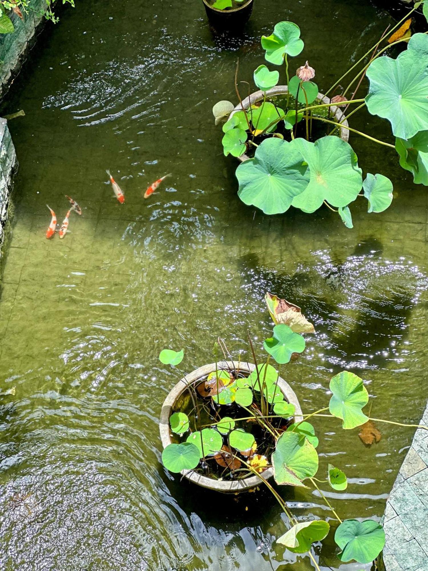 Sattva Yoga Retreat Villas Canggu Kültér fotó